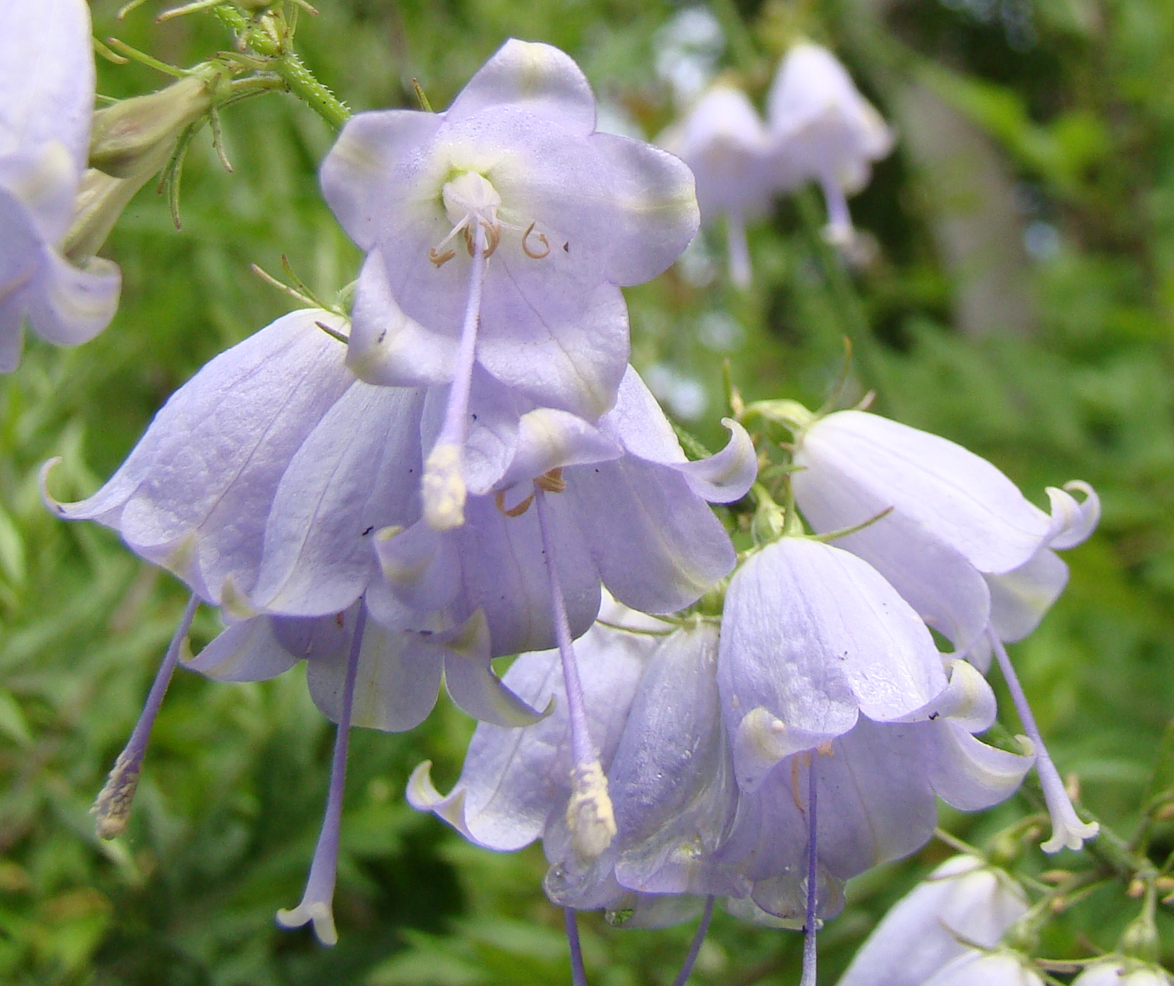 跡見群芳譜(野草譜 ツリガネニンジン)